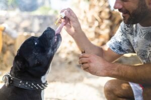 an older dog tasting CBD oil