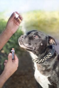 a Boxer looking surprised at his owner