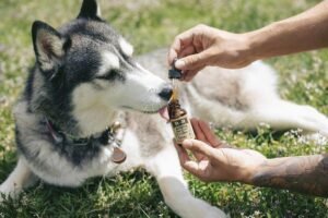 a husky looking stern at a CBD oil dropper