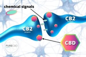 cbd interaction in the body