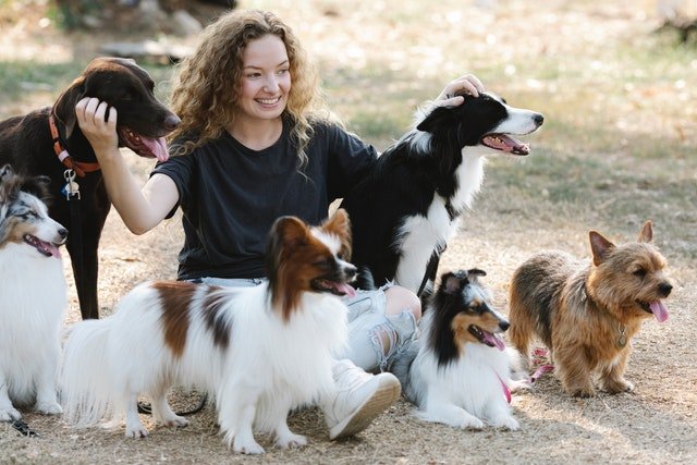 happy dogs with happy owner
